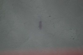 Missing Picture